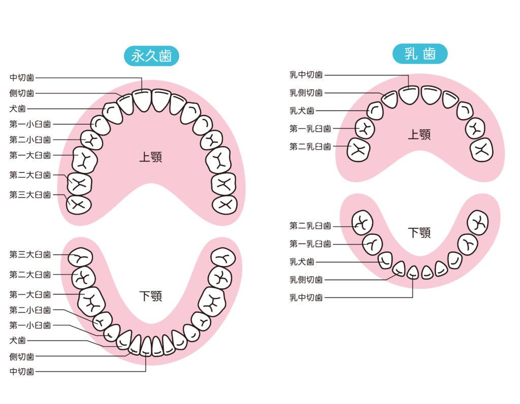 乳歯と永久歯の違いを示すイラスト
